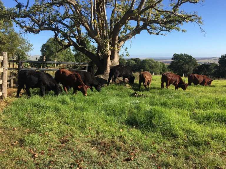 9f1667a574cce48175672f87476a013e 768x576