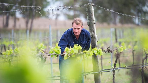 aaron stephan inspecting vines LS