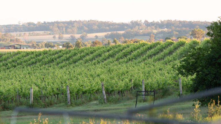 south burnett trees background LS 768x432